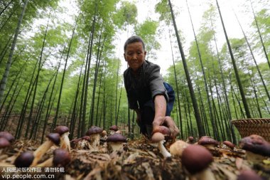 又帶動山區(qū)農(nóng)氣流粉碎機民增收致富
